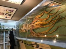 石川県立自然史資料館　常設展